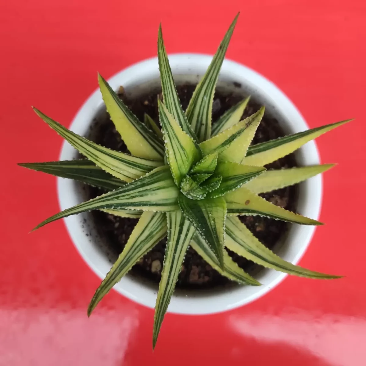 Haworthia Attenuata F. Variegata - Image 2
