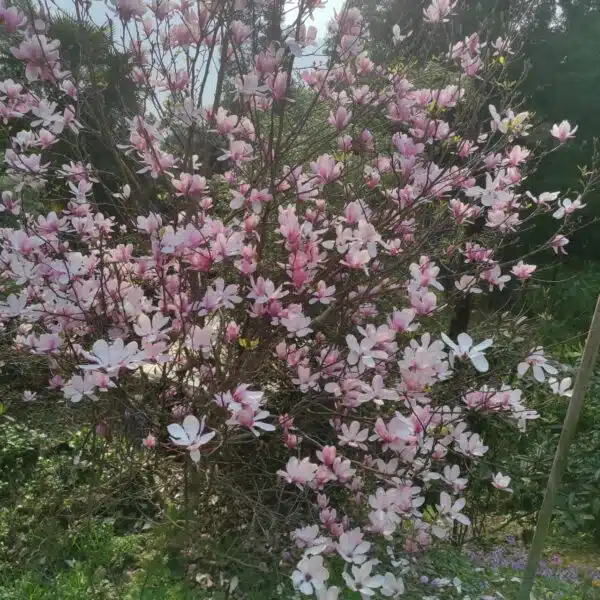 Magnolia x Soulangeana - Beautiful Flowering Tree for Your Garden - Image 10