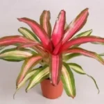 Neoregelia Carolinae 'Tricolor Perfecta' Bromeliad