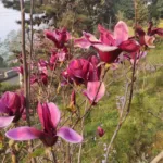 Magnolia Liliiflora Nigra (Dark Chocolate) - Luxurious and Intense Flavors