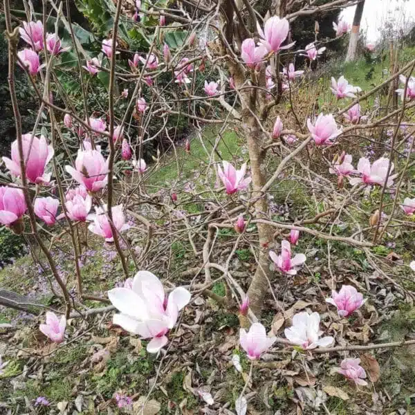 Magnolia x Soulangeana - Beautiful Flowering Tree for Your Garden - Image 5