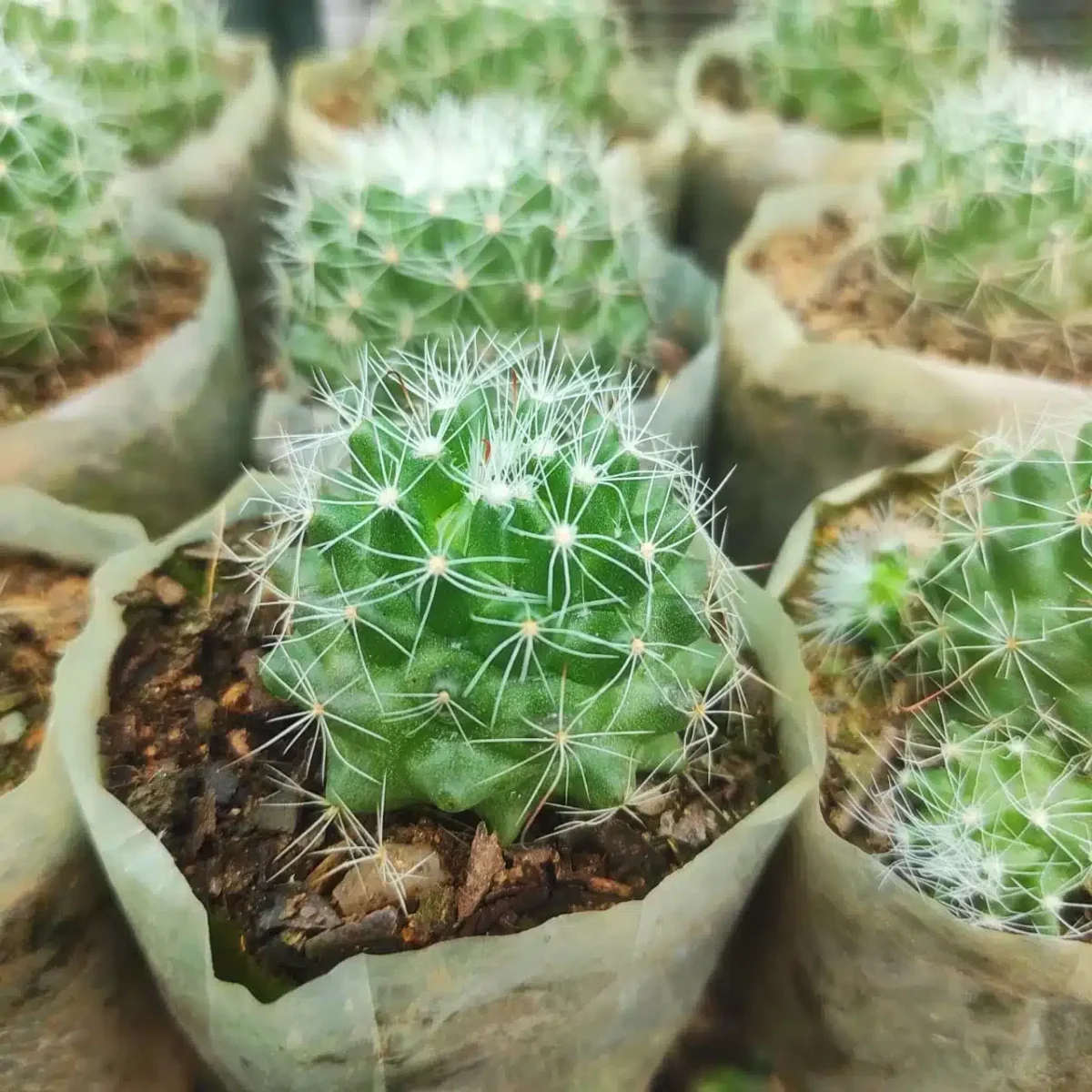 Mammillaria Beneckei - Image 3