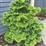 Dwarf Hinoki Cypress (Chamaecyparis obtusa 'Nana Gracilis')