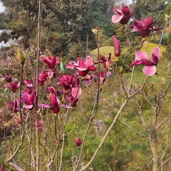 Magnolia Liliiflora Nigra (Dark Chocolate) - Luxurious and Intense Flavors - Image 2