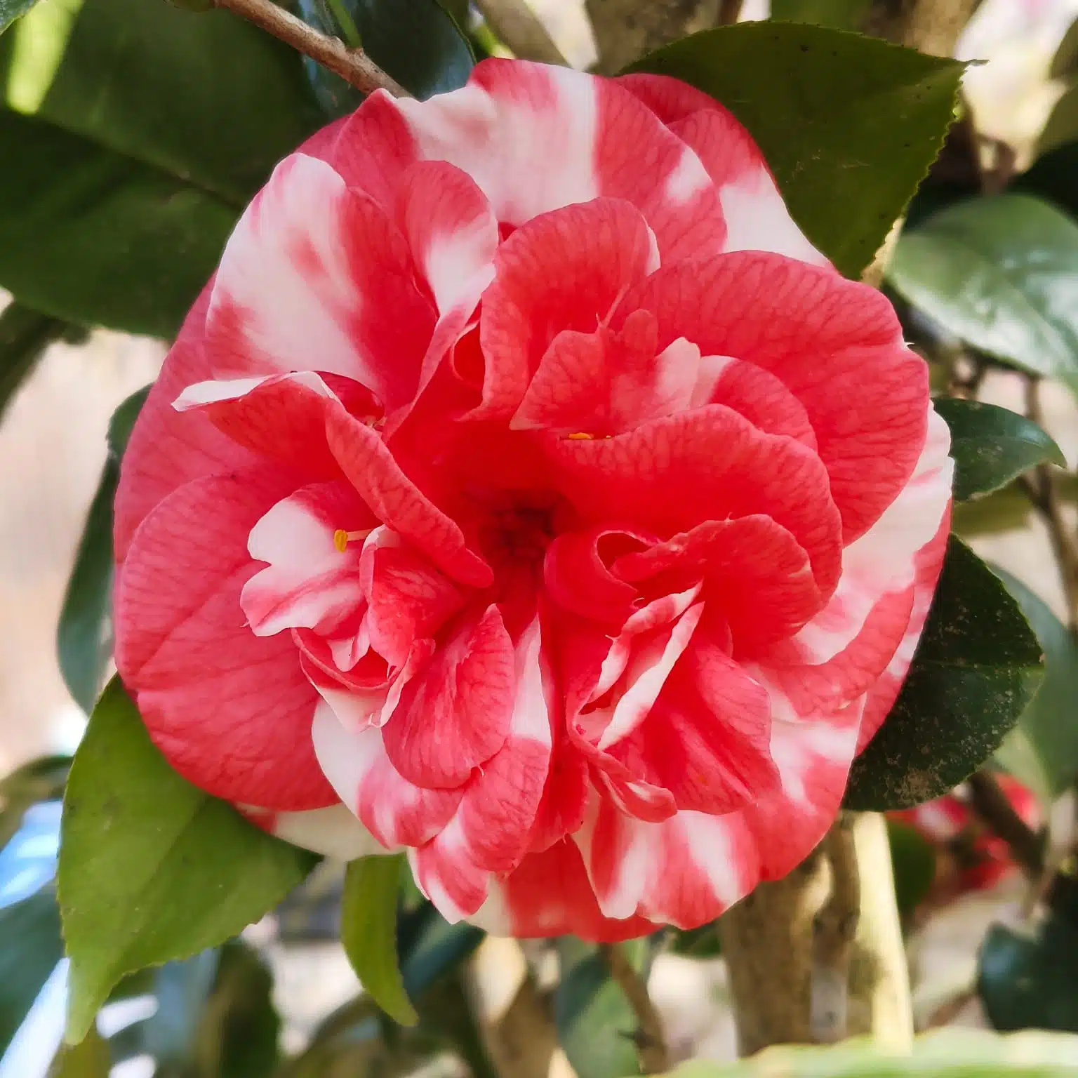 e2182b20-fc50-41d7-b8b7-295b40da74fa Camellia Japonica Variegated (Emperor Of Russia Variegated) - Stunning Plant with White and Pink Winter Blooms - Image 1