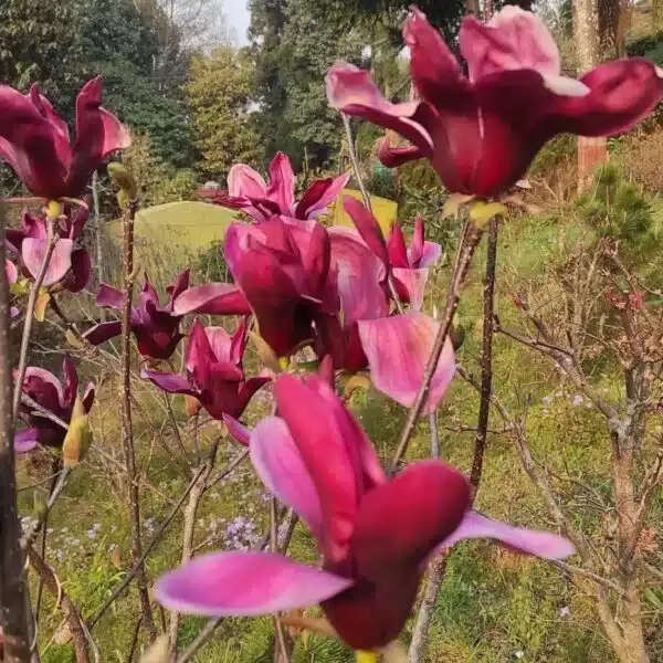 Magnolia Liliiflora Nigra (Dark Chocolate) - Luxurious and Intense Flavors - Image 3