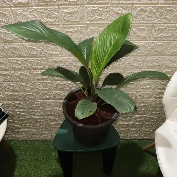 Spathiphyllum wallisii 'Sensation'(Giant Peace Lily) - Image 12