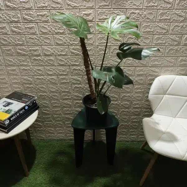 Monstera Deliciosa - Image 10