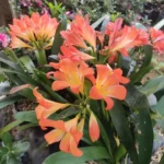 Clivia Miniata plant