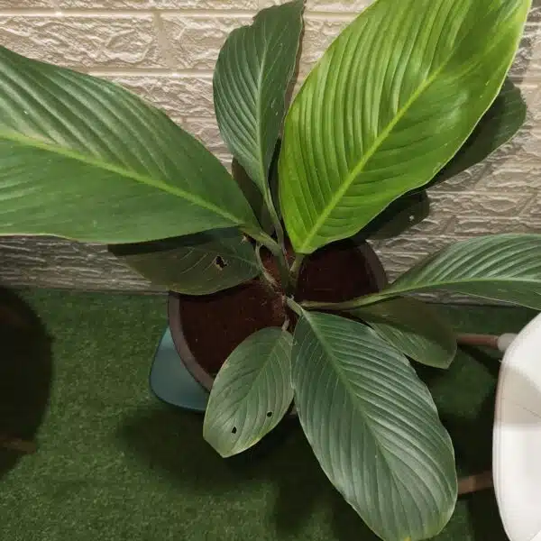 Spathiphyllum wallisii 'Sensation'(Giant Peace Lily) - Image 10