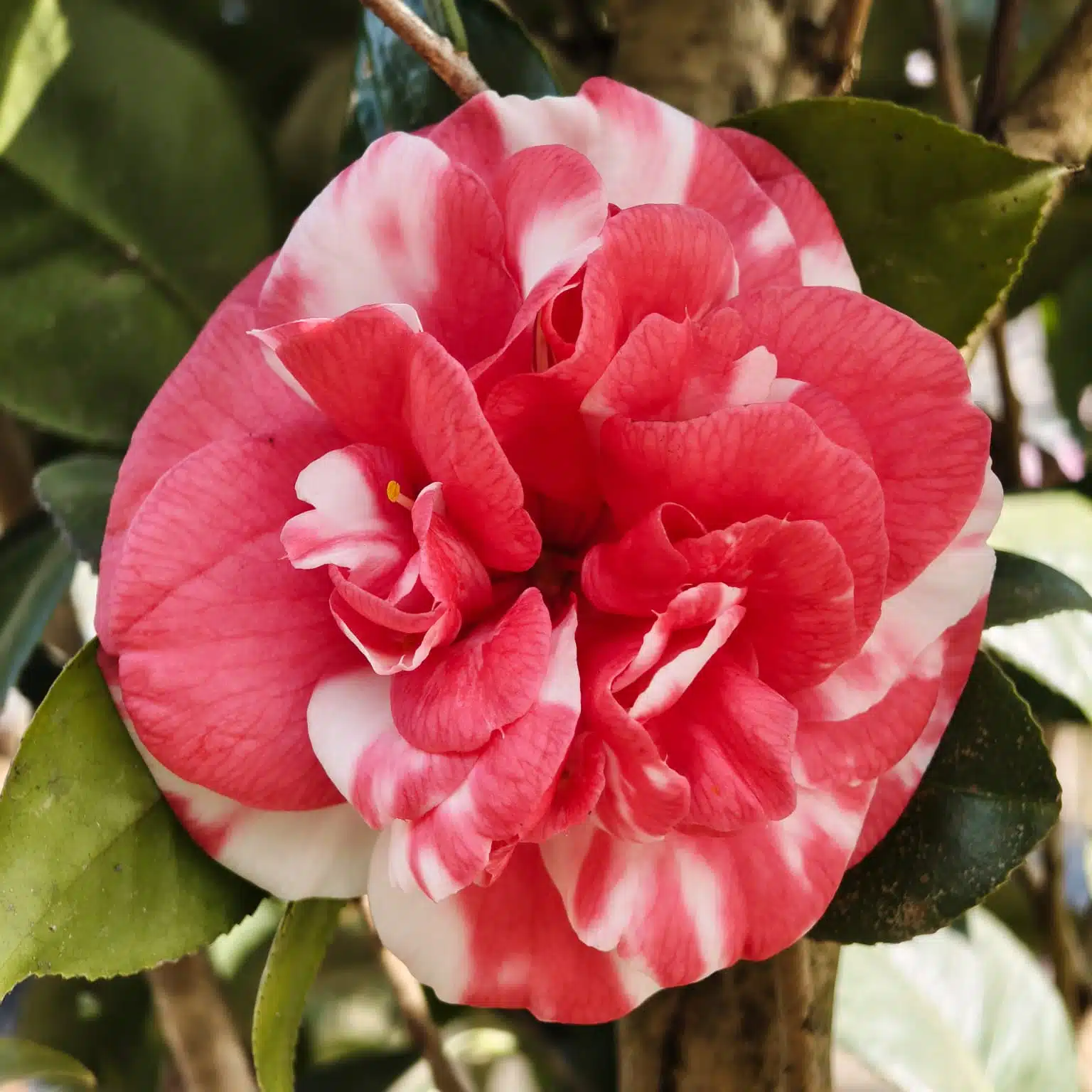 Camellia Japonica Variegated (Emperor Of Russia  Variegated) - Stunning Plant with White and Pink Winter Blooms - Image 2