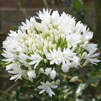Agapanthus Lily White - African Lily: Stunning White Flowering Plant for Your Garden - Image 2