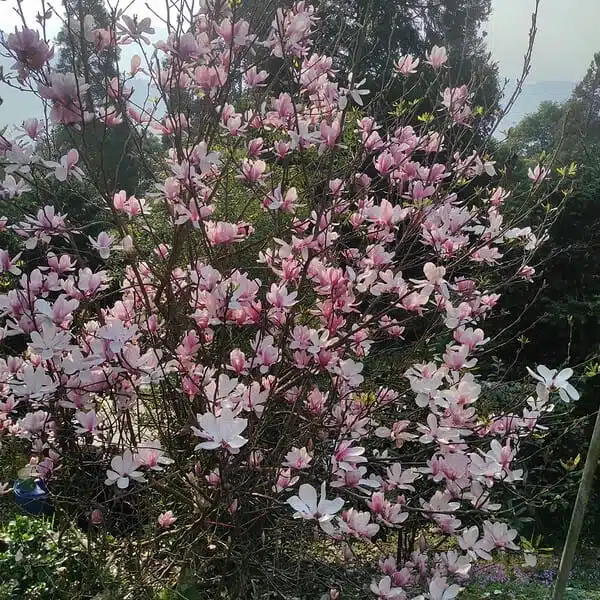 Magnolia x Soulangeana - Beautiful Flowering Tree for Your Garden - Image 9
