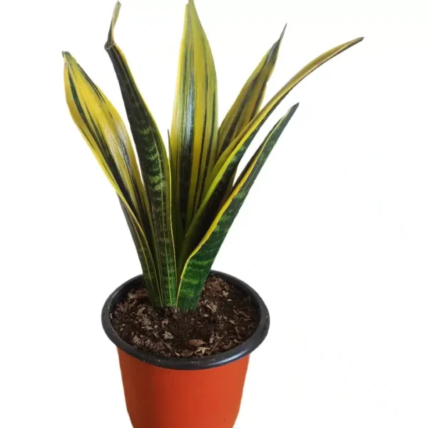 Buy Sansevieria Gold Flame - Stunning and Low-Maintenance Houseplant - Image 2
