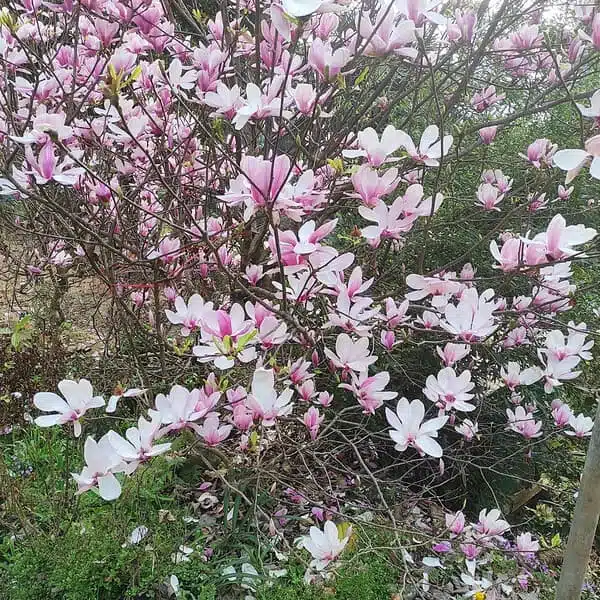 Magnolia x Soulangeana - Beautiful Flowering Tree for Your Garden - Image 17