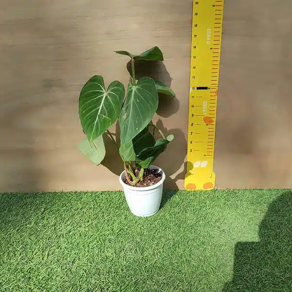 Philodendron Gloriosum - Tropical Plant with Stunning Veining Patterns - Image 5