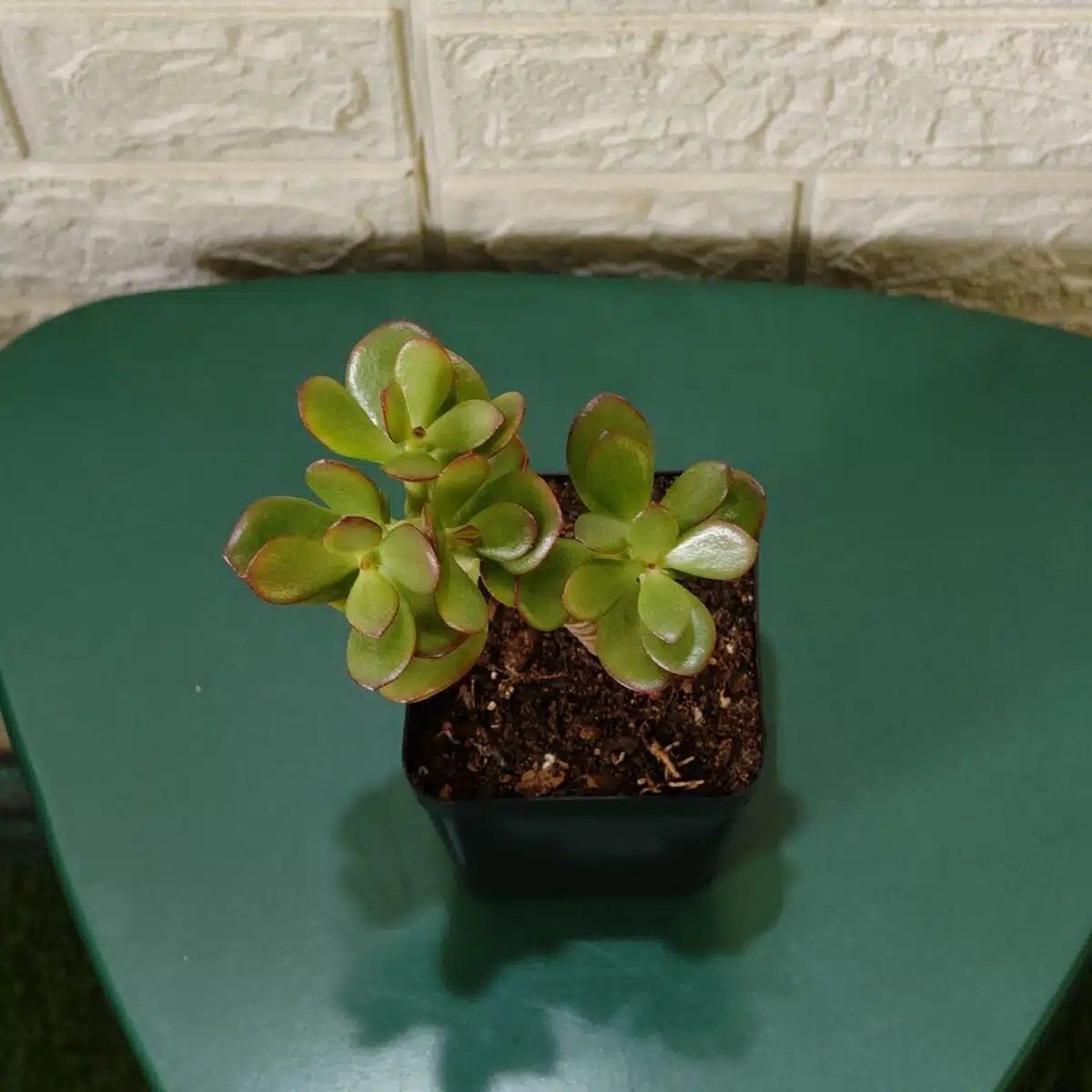 Kuberaksha 'Crosby's Compact' (Crassula ovata Red Dwarf Jade) - Image 2
