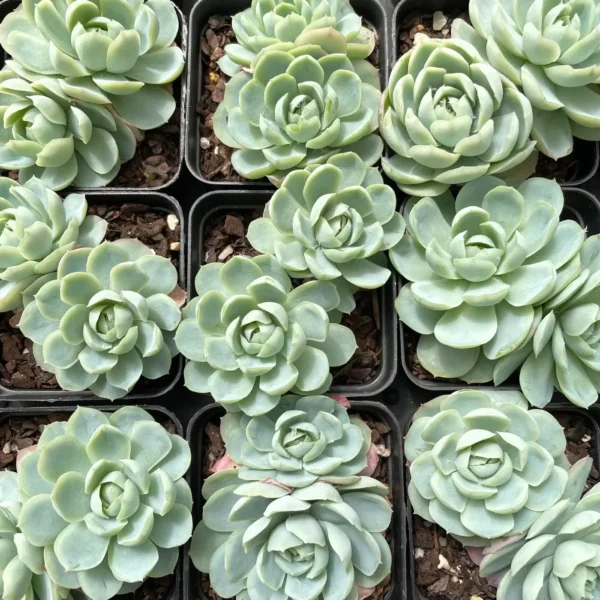 Echeveria Elegans Rose ('Mexican Snowball') - Image 2