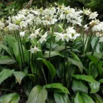 Eucharis Lily, Amazon Lily - Bulbs