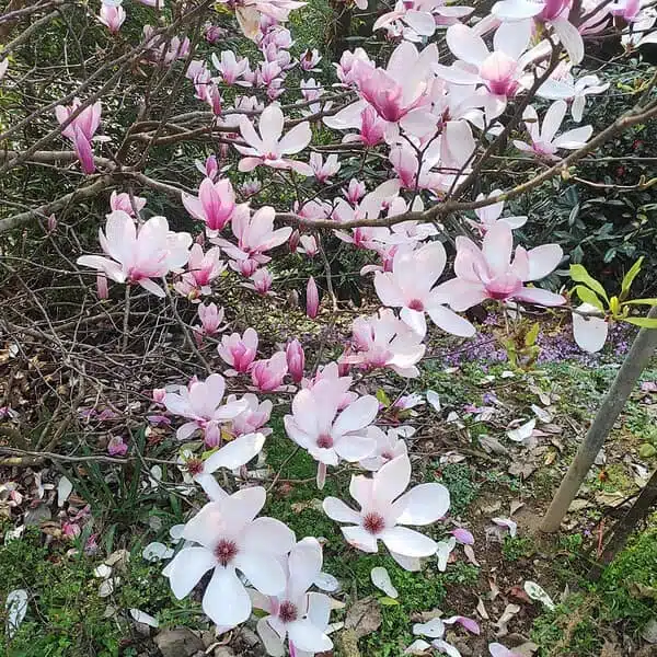 Magnolia x Soulangeana - Beautiful Flowering Tree for Your Garden - Image 11