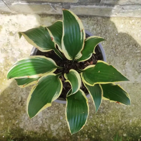 Hosta Variegated (Rubies and Ruffles) - Image 3