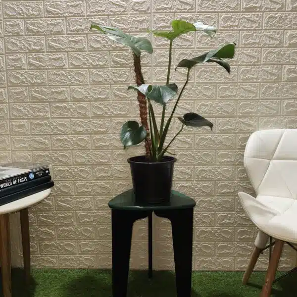 Monstera Deliciosa - Image 7