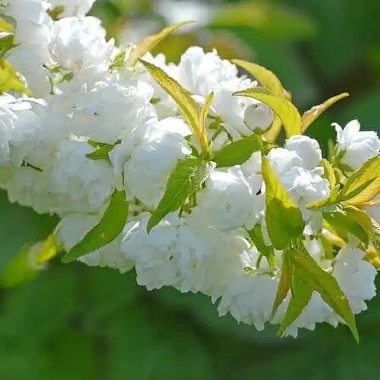 Japanese Dwarf Cherry(Prunus Glandulosa Alba Plena) - Image 2