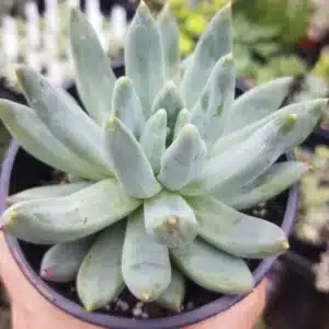Pachyphytum longifolium: A Succulent Plant with Long, Narrow Leaves