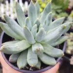 Pachyphytum longifolium: A Succulent Plant with Long, Narrow Leaves plant