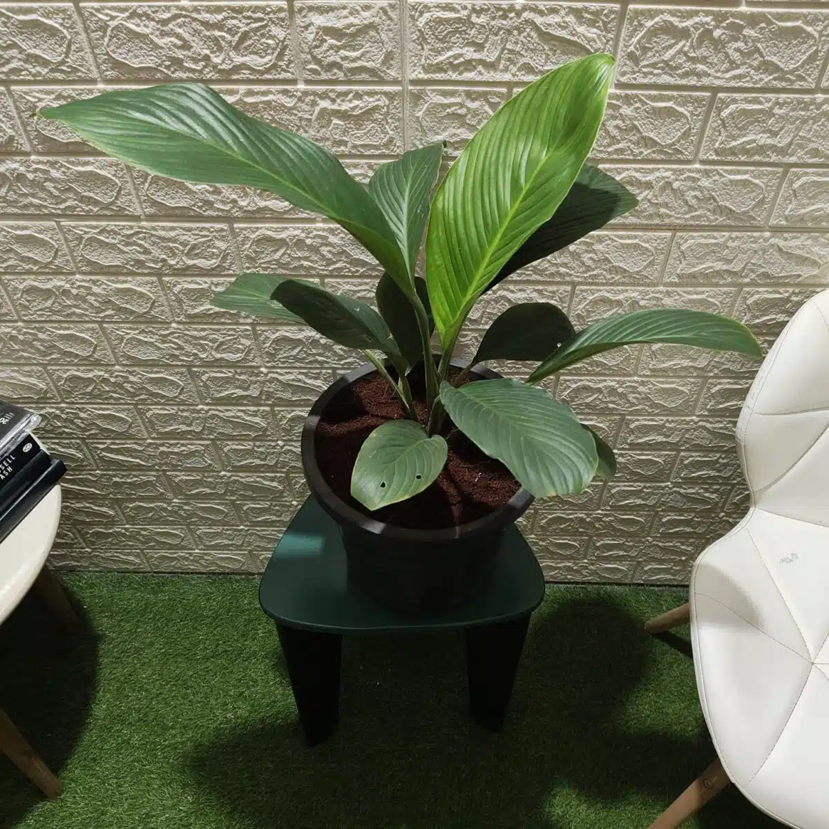 Spathiphyllum wallisii 'Sensation'(Giant Peace Lily) - Image 2