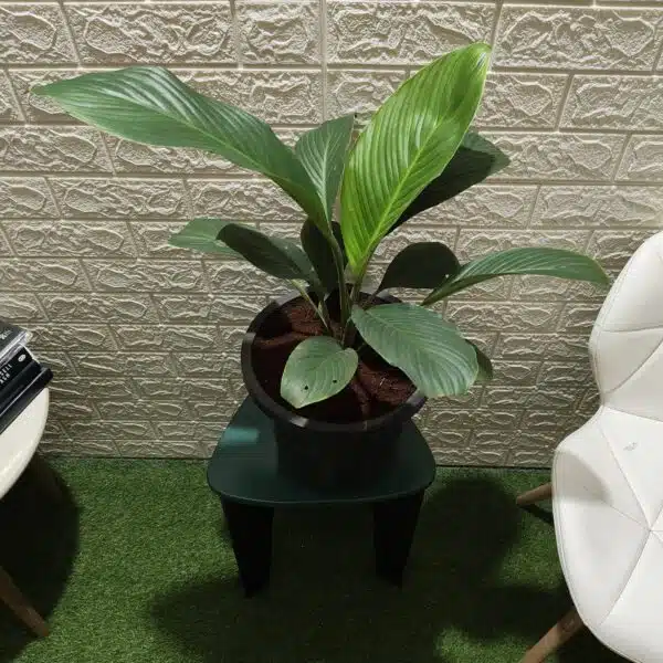 Spathiphyllum wallisii 'Sensation'(Giant Peace Lily) - Image 2