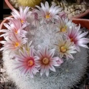 Mammillaria Candida (Mammilloydia /Snowball Cactus)