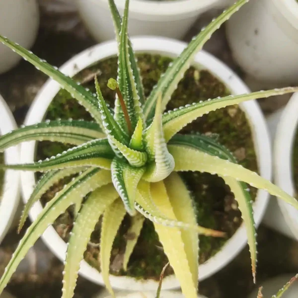 Haworthia Fasciata Elegans Variegata - Image 2