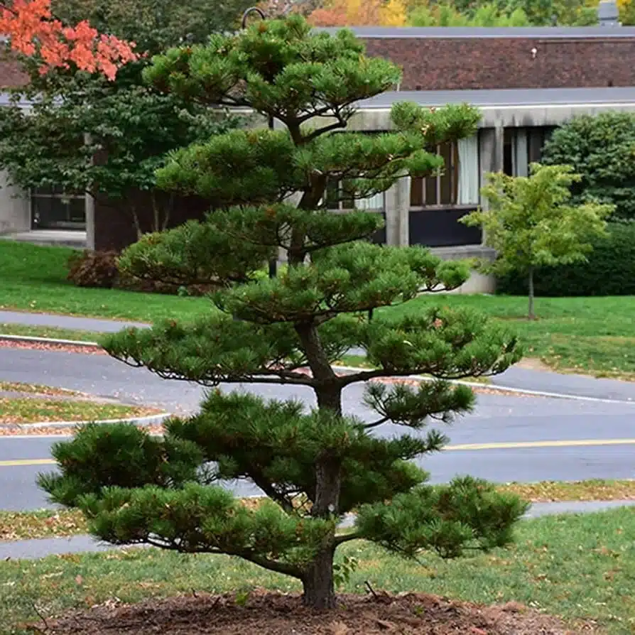 Japanese Black Pine (Pinus Thunbergii) - Resilient Evergreen Tree for Landscaping and Bonsai - Image 3