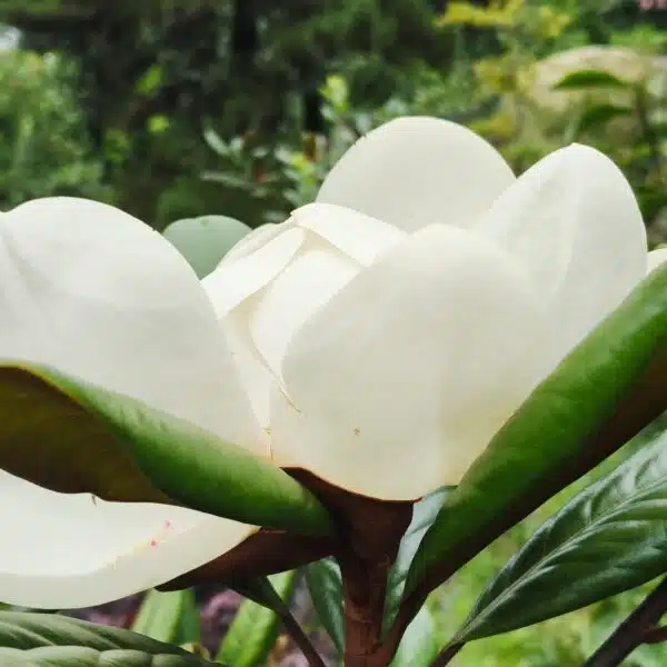 Magnolia Grandiflora - Image 2