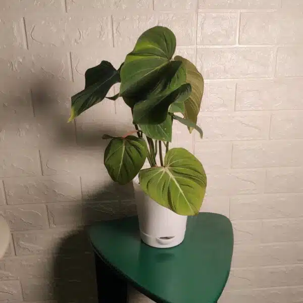 Philodendron Gloriosum - Tropical Plant with Stunning Veining Patterns - Image 3