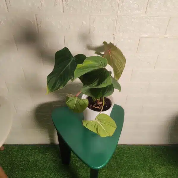 Philodendron Gloriosum - Tropical Plant with Stunning Veining Patterns - Image 4