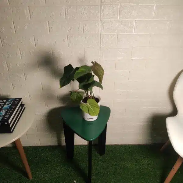 Philodendron Gloriosum - Tropical Plant with Stunning Veining Patterns - Image 2