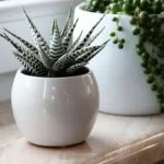 Buy Haworthia Zebra Alba plant