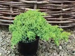 Dwarf Juniperus Procumbens(Nana) Decumbent juniper - Image 2