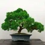 Juniperus chinensis 'Shimpaku'