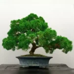 Juniperus chinensis ‘Shimpaku’ plant