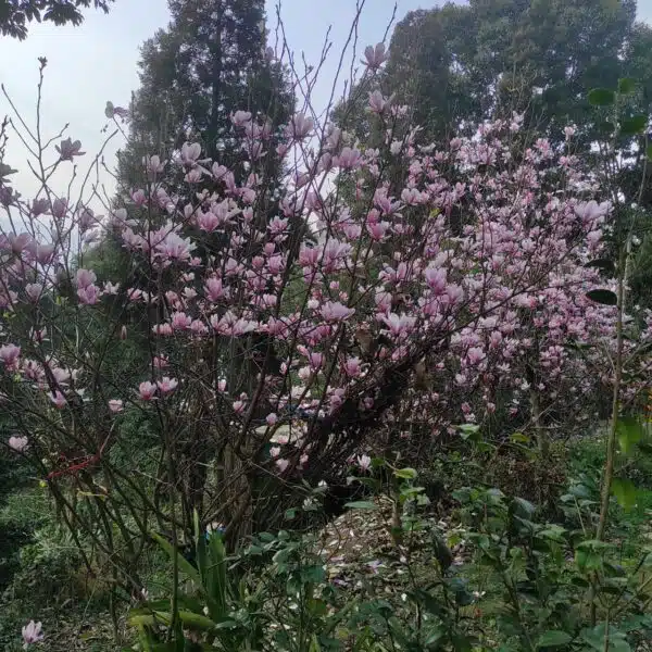 Magnolia x Soulangeana - Beautiful Flowering Tree for Your Garden - Image 21