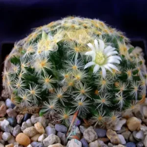 Mammillaria schiedeana subsp. dumetorum – Unique Mexican Cactus Plant