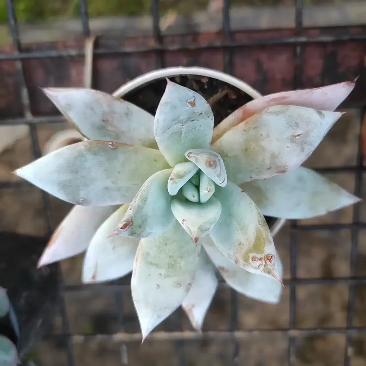 Echeveria Maxican Giant - Image 2