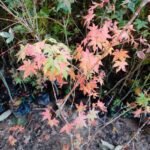 Maple Acer Palmatum Saoshika