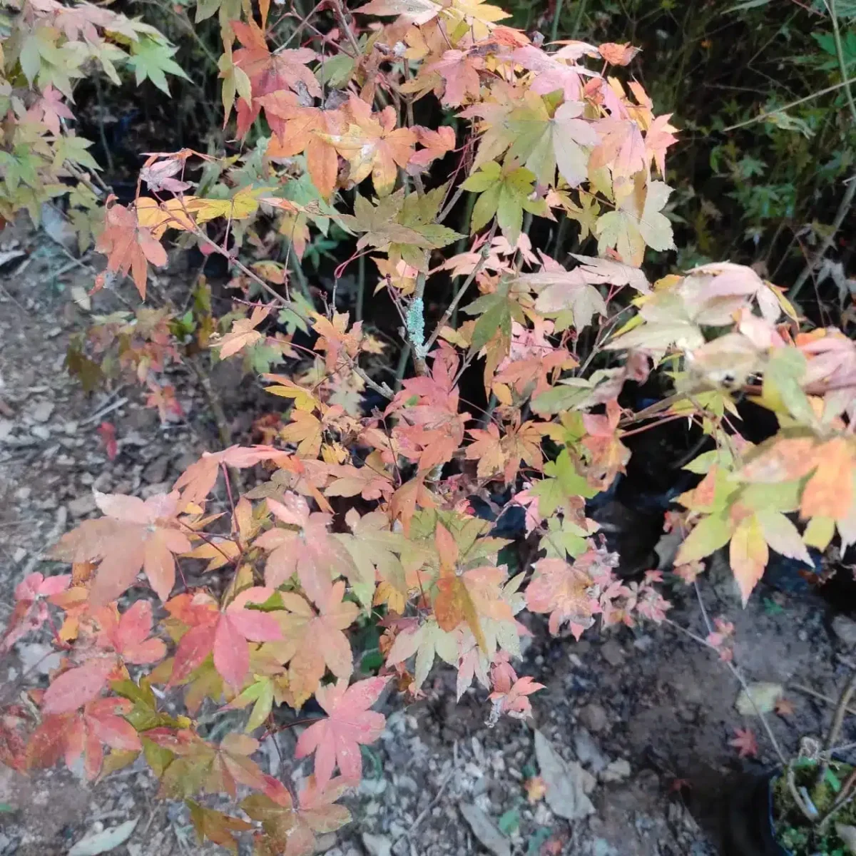 Maple Acer Palmatum Saoshika - Image 3