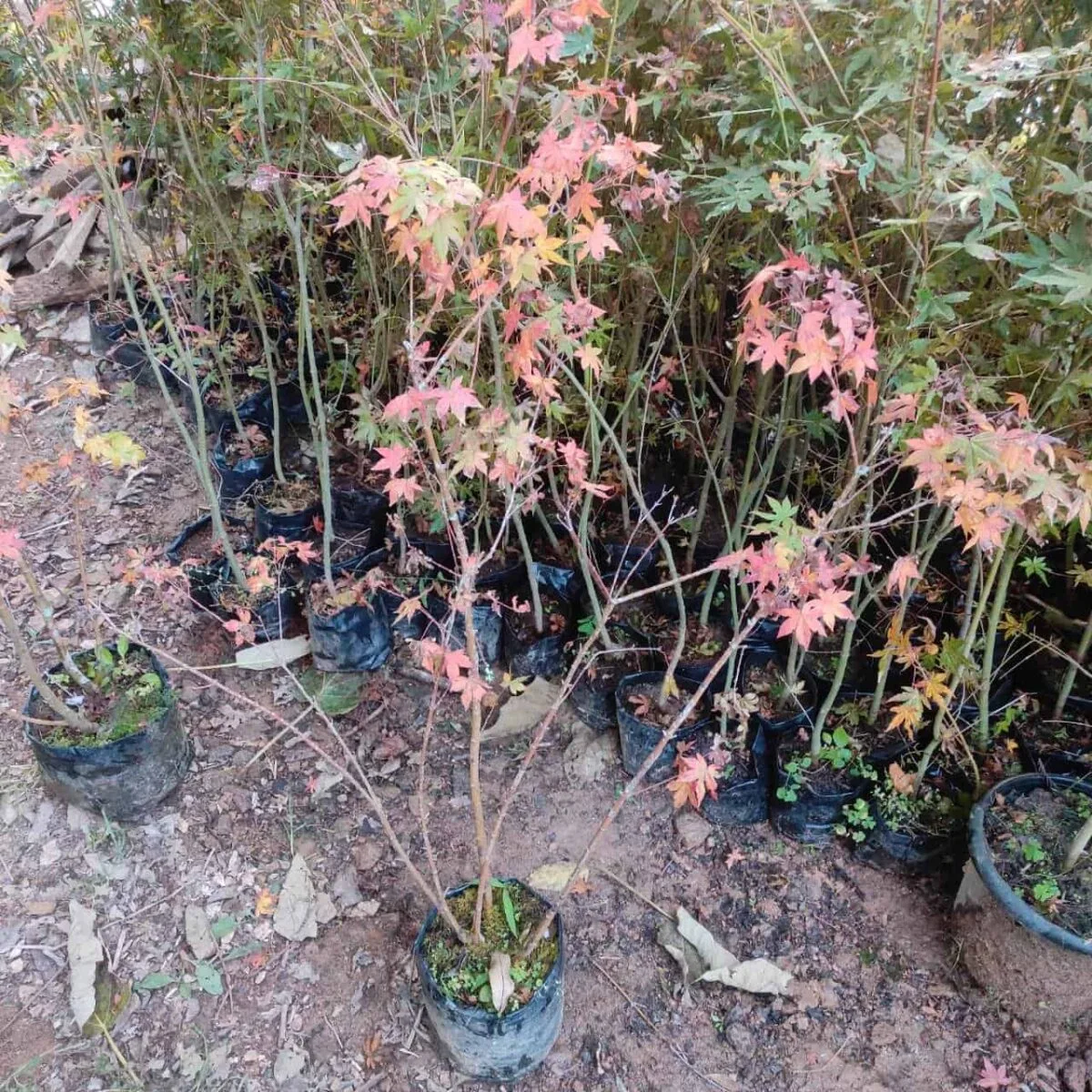 Maple Acer Palmatum Saoshika - Image 2