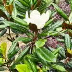 Magnolia Grandiflora