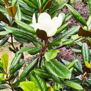 Magnolia Grandiflora